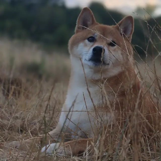 Peanut sitting in dry summer grass at dusk, head tilted up towards the sky.