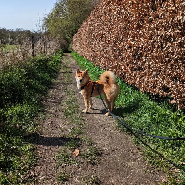 Peanut looking back over his shoulder on a country footpath beside a tall beech hedge.