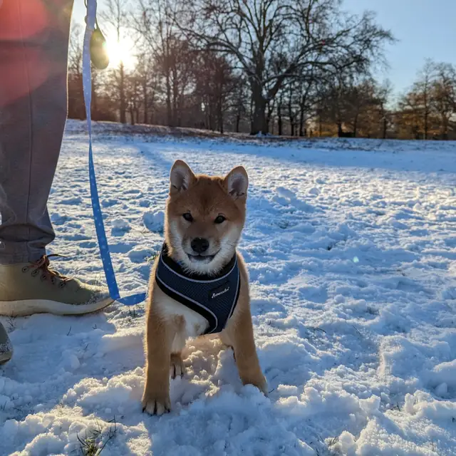 Peanut as a puppy, standing in fresh snow in a park at low winter sun.