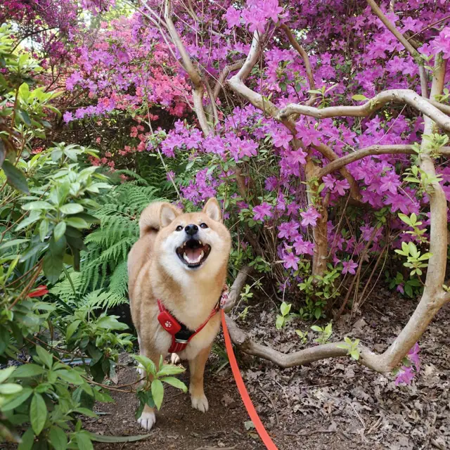 Peanut, a shiba inu, grinning up at the camera beneath a rhododendron in full pink flower.